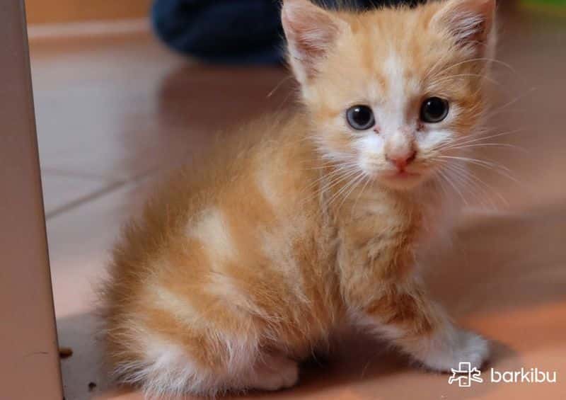 mi gato esta estreñido que puedo hacer